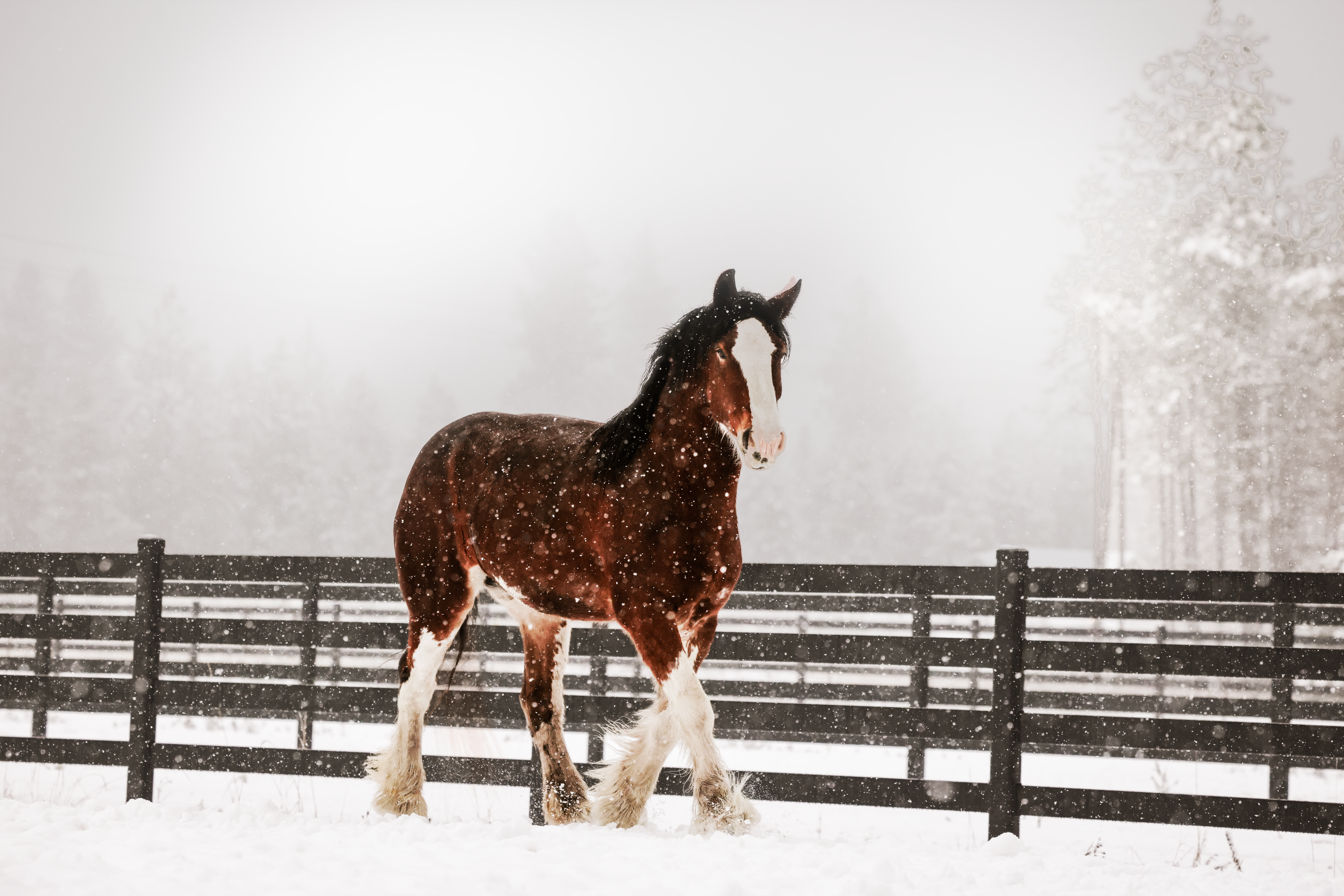 Abby the Clydesdale — equine portrait session at Tribal Cowboy, North Idaho