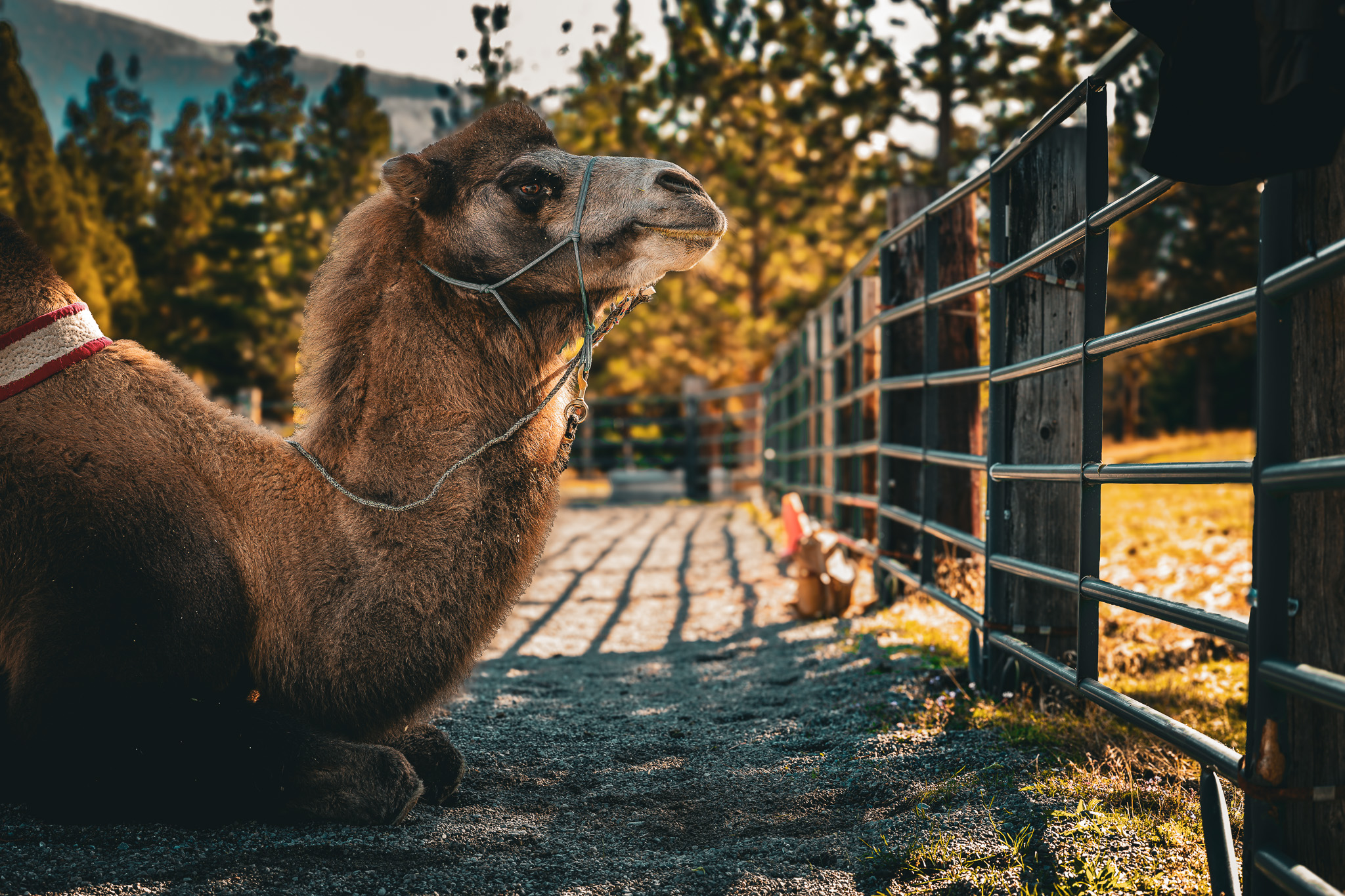 Camel animal portrait session — unique equine experience at Tribal Cowboy, North Idaho