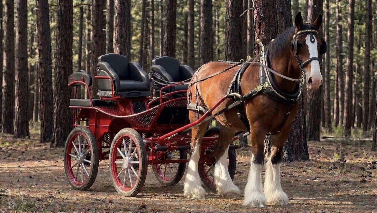 Clydesdale pulling red carriage through pine forest — Tribal Cowboy North Idaho