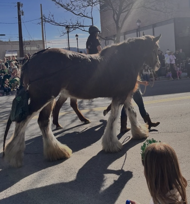 Clydesdale at a public street event with crowds and a child watching