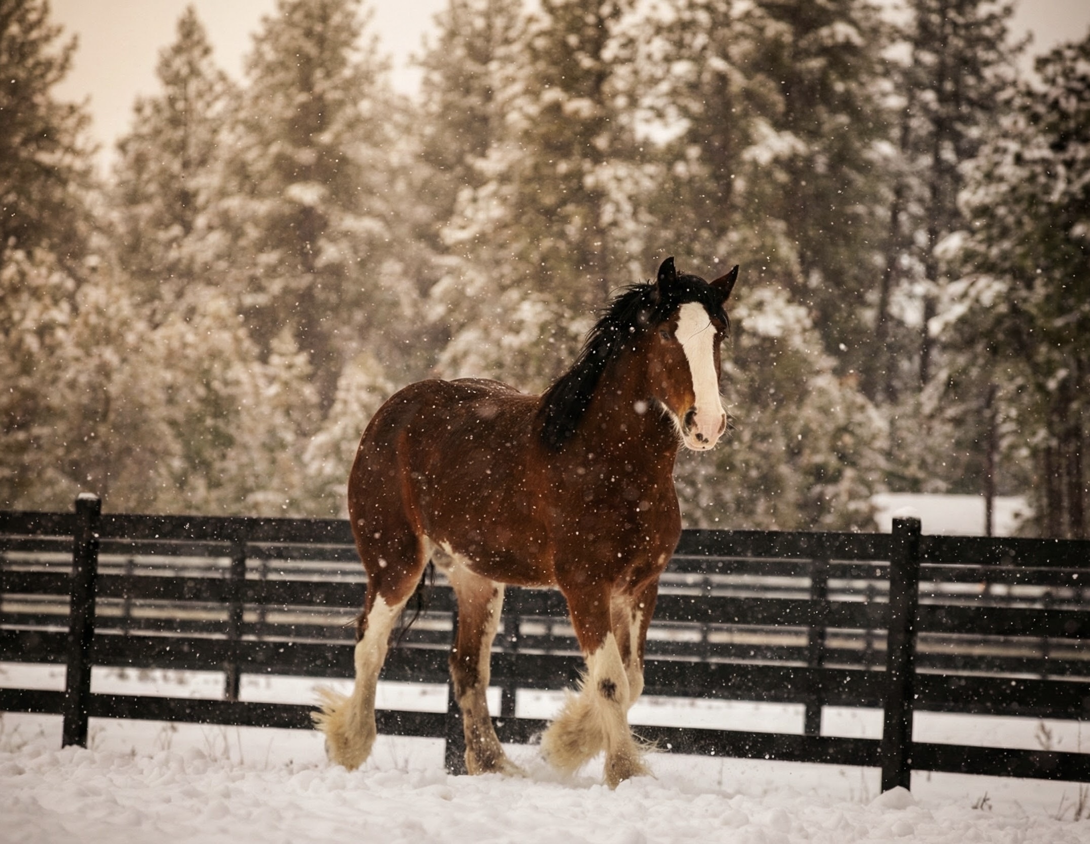 Clydesdale horse in winter snow — equine portrait session, North Idaho