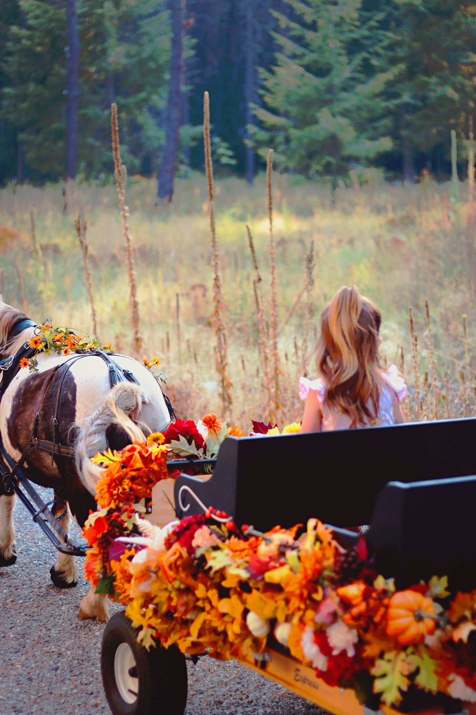 Girl riding pony wagon