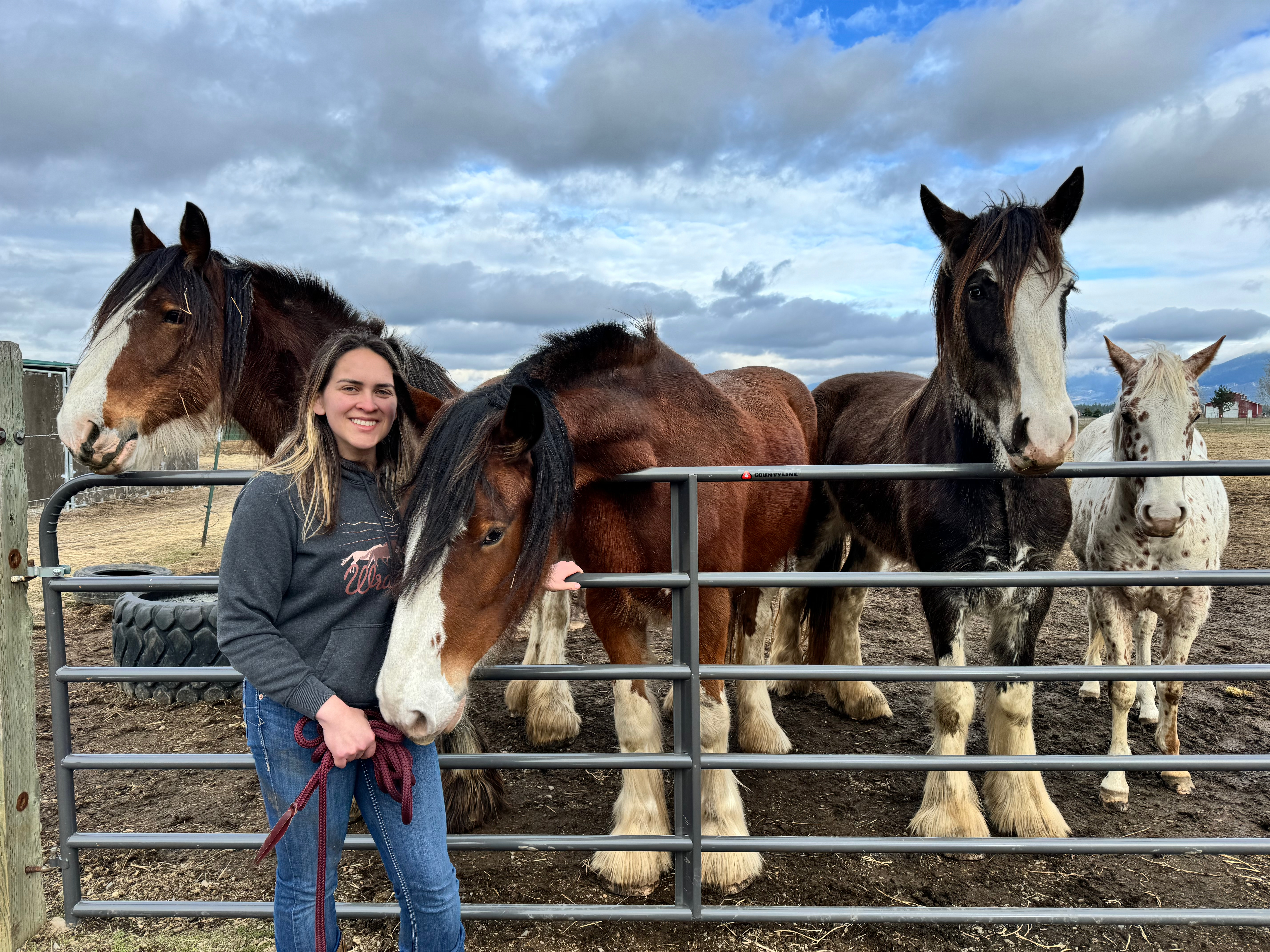 Millie and Abby Clydesdales — hire for photo shoots, North Idaho