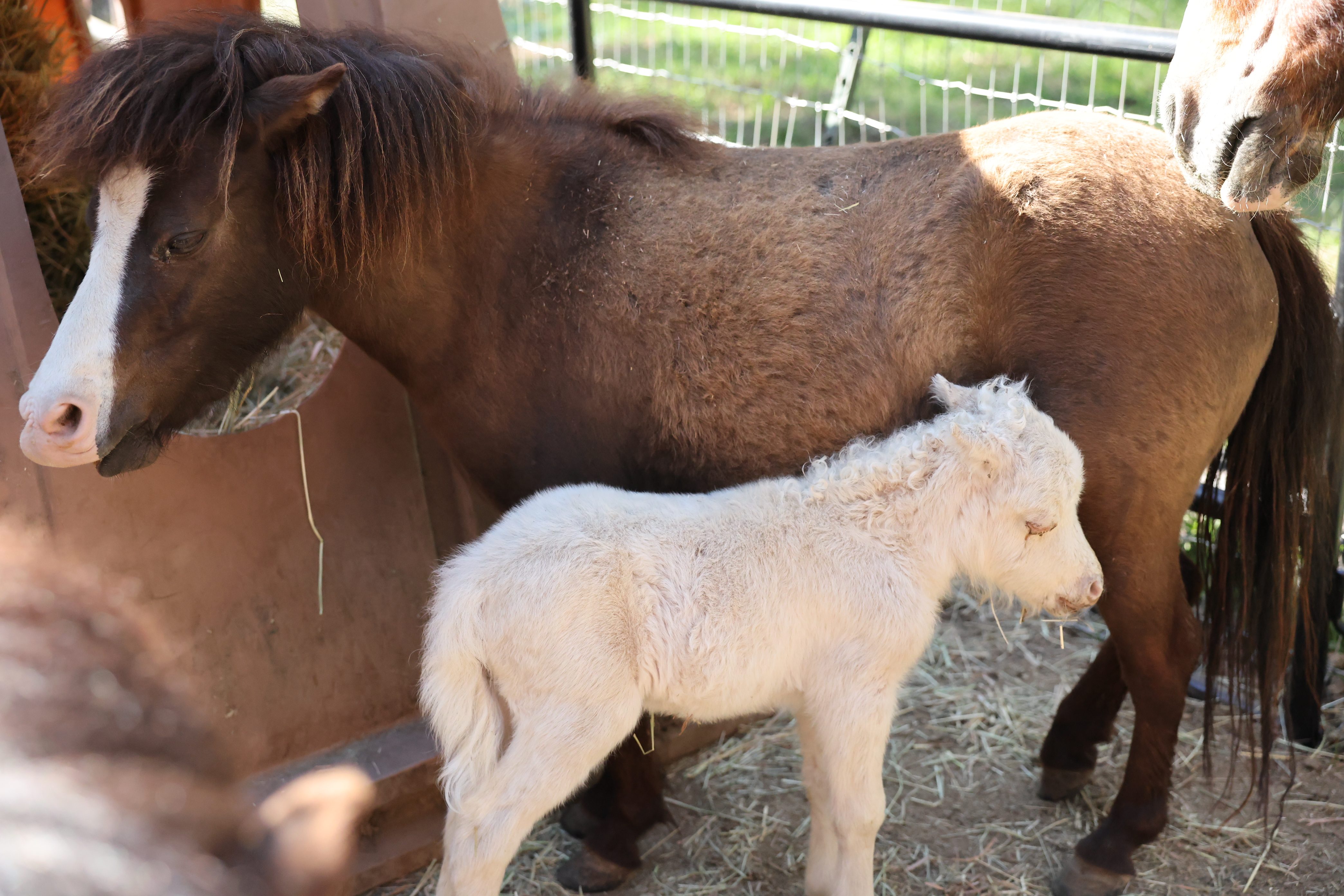 Dolly the miniature mare — horse prop hire, Tribal Cowboy North Idaho