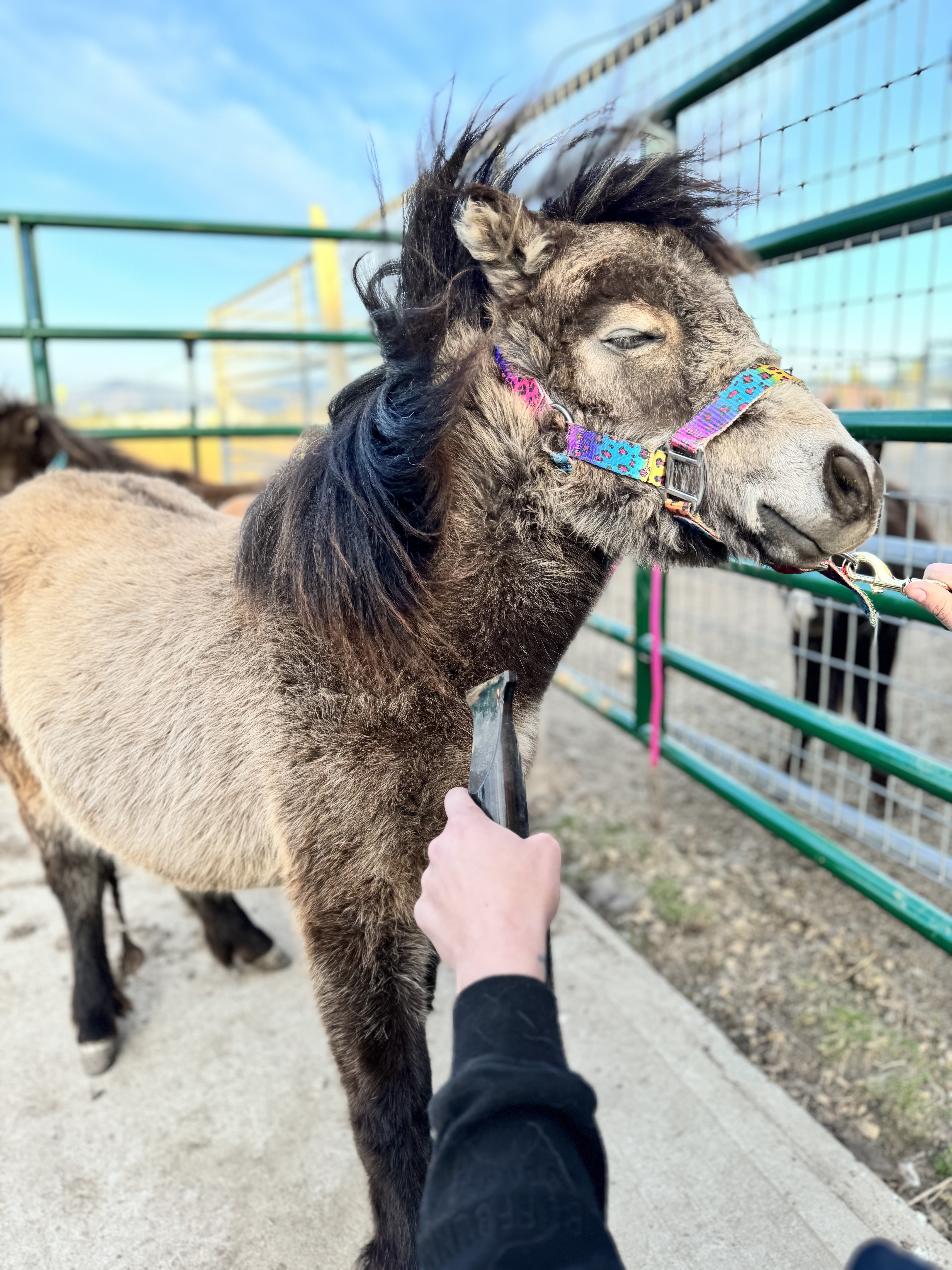 Dolly the miniature horse mare