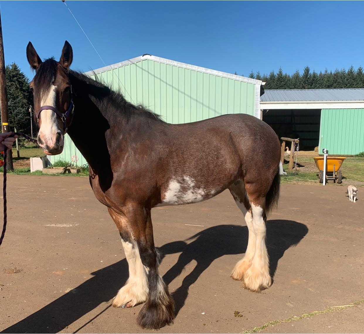 Jill the Clydesdale