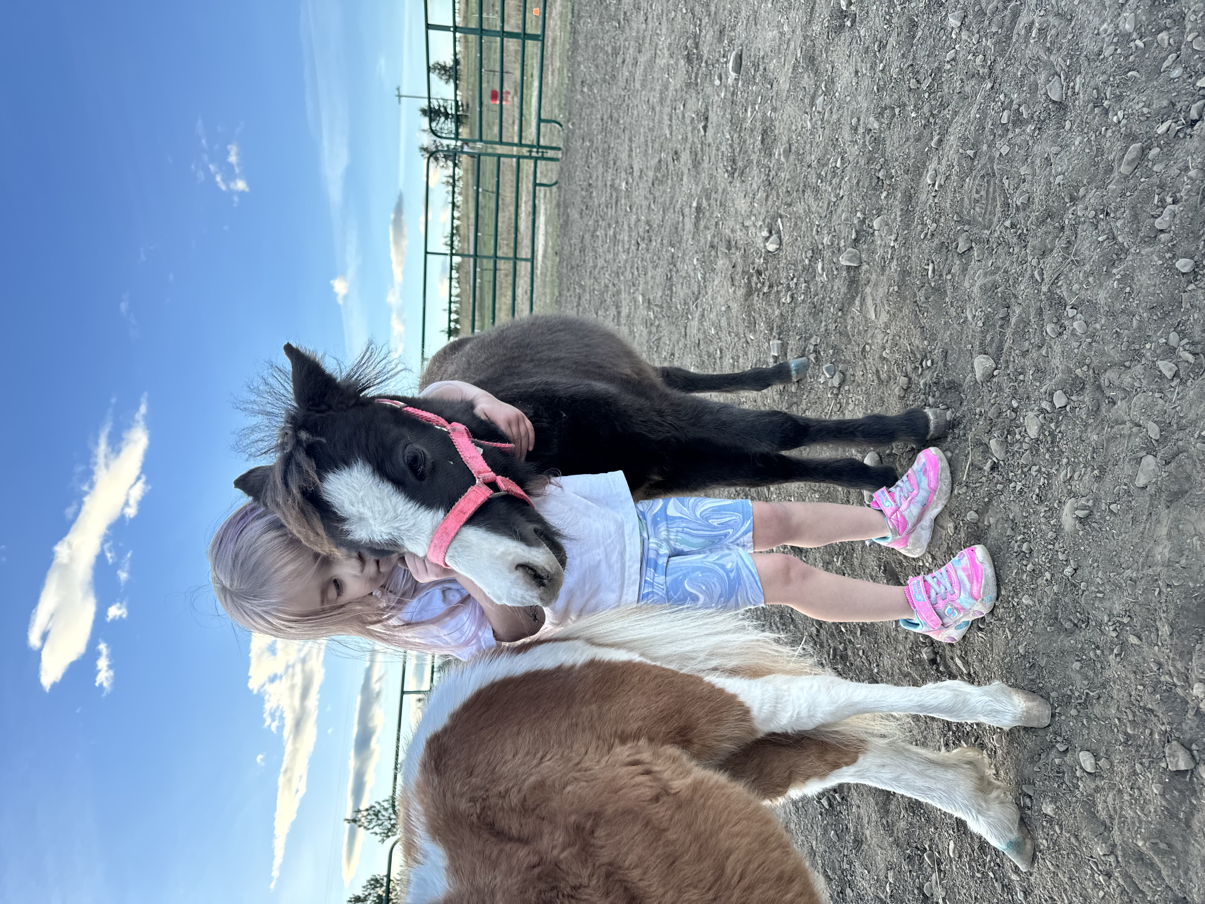 Lainey the miniature horse