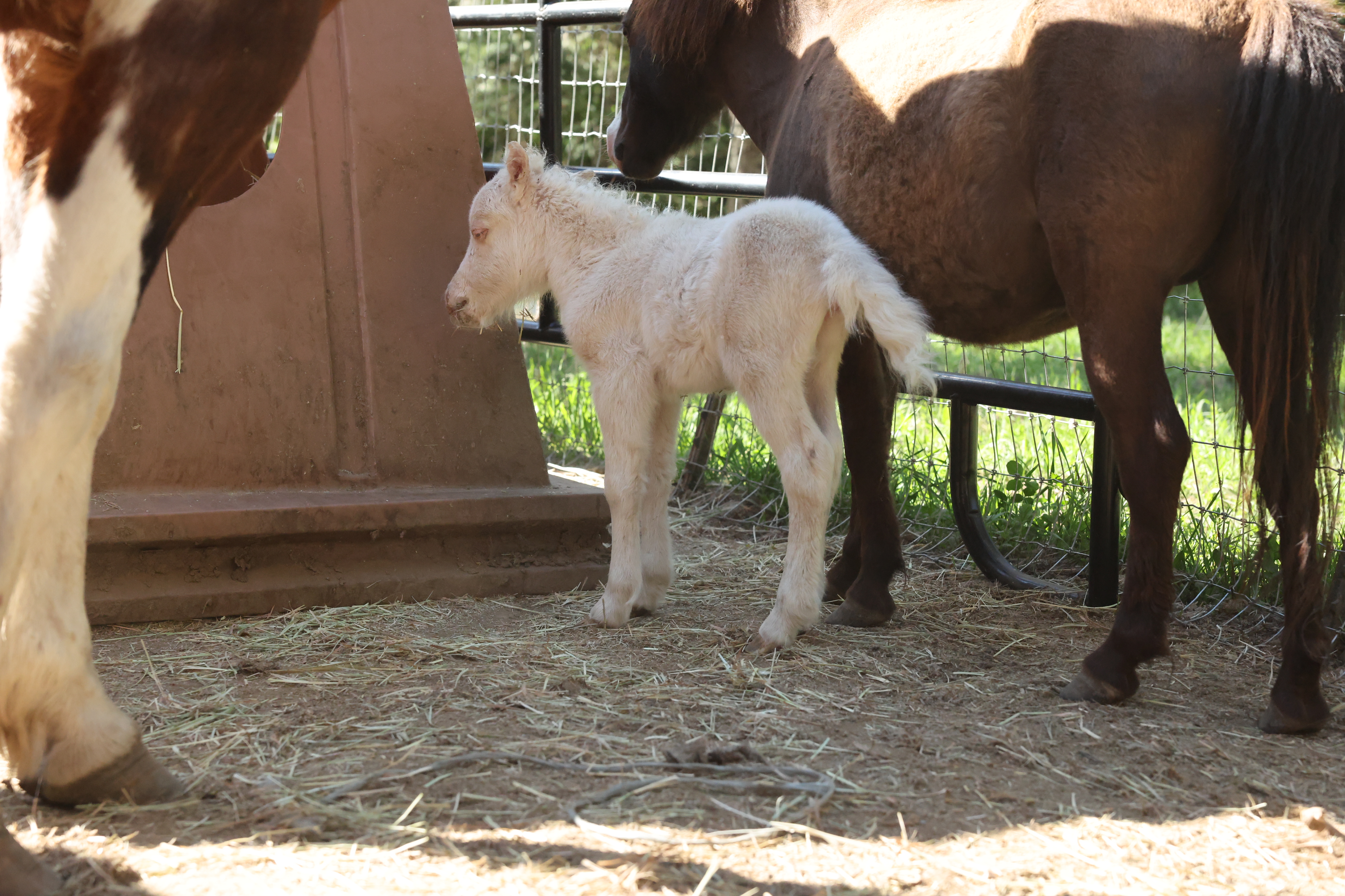 Leia — newest member of the Tribal Cowboy herd