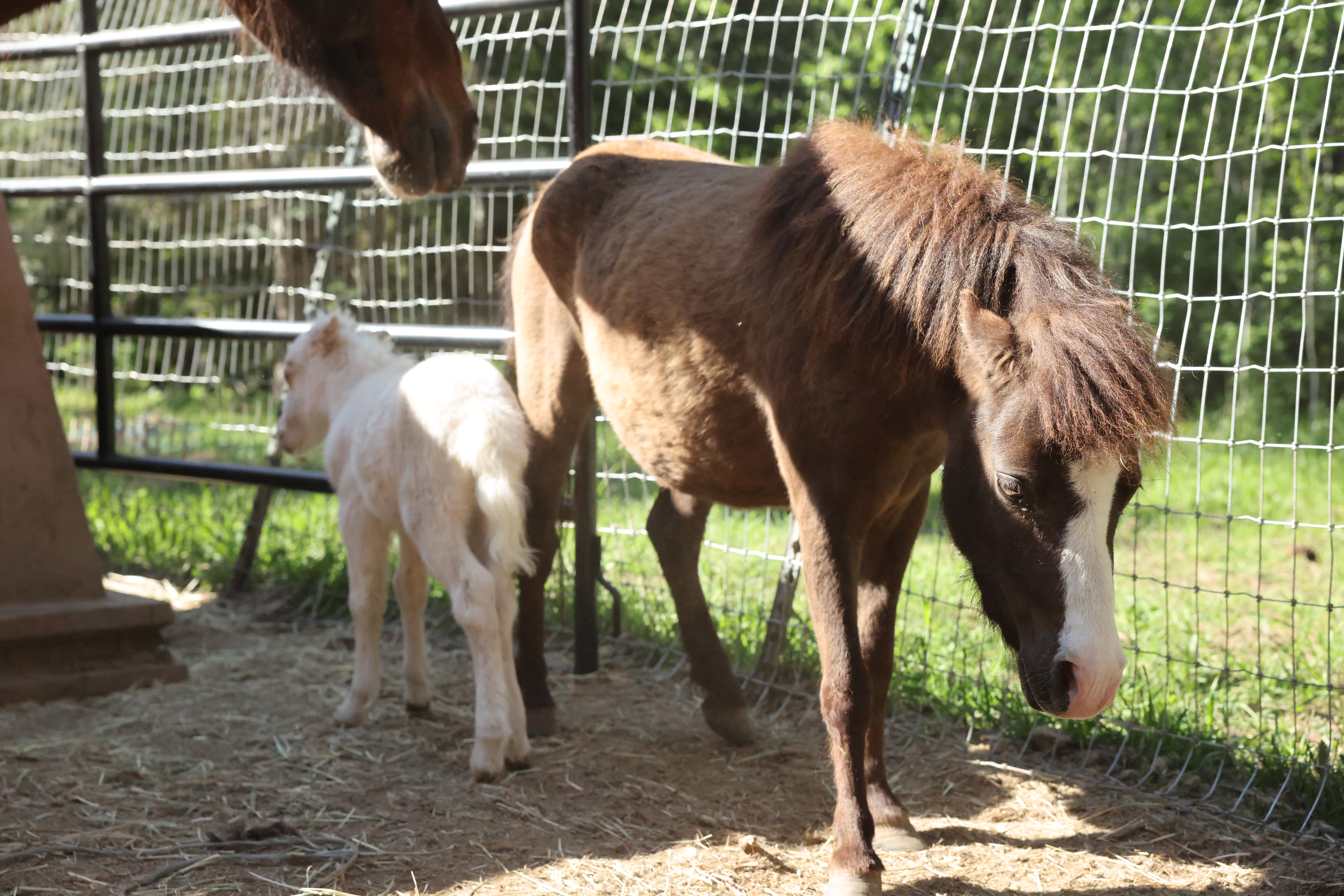 Master Chief the dark miniature horse — hire for photo shoots, North Idaho