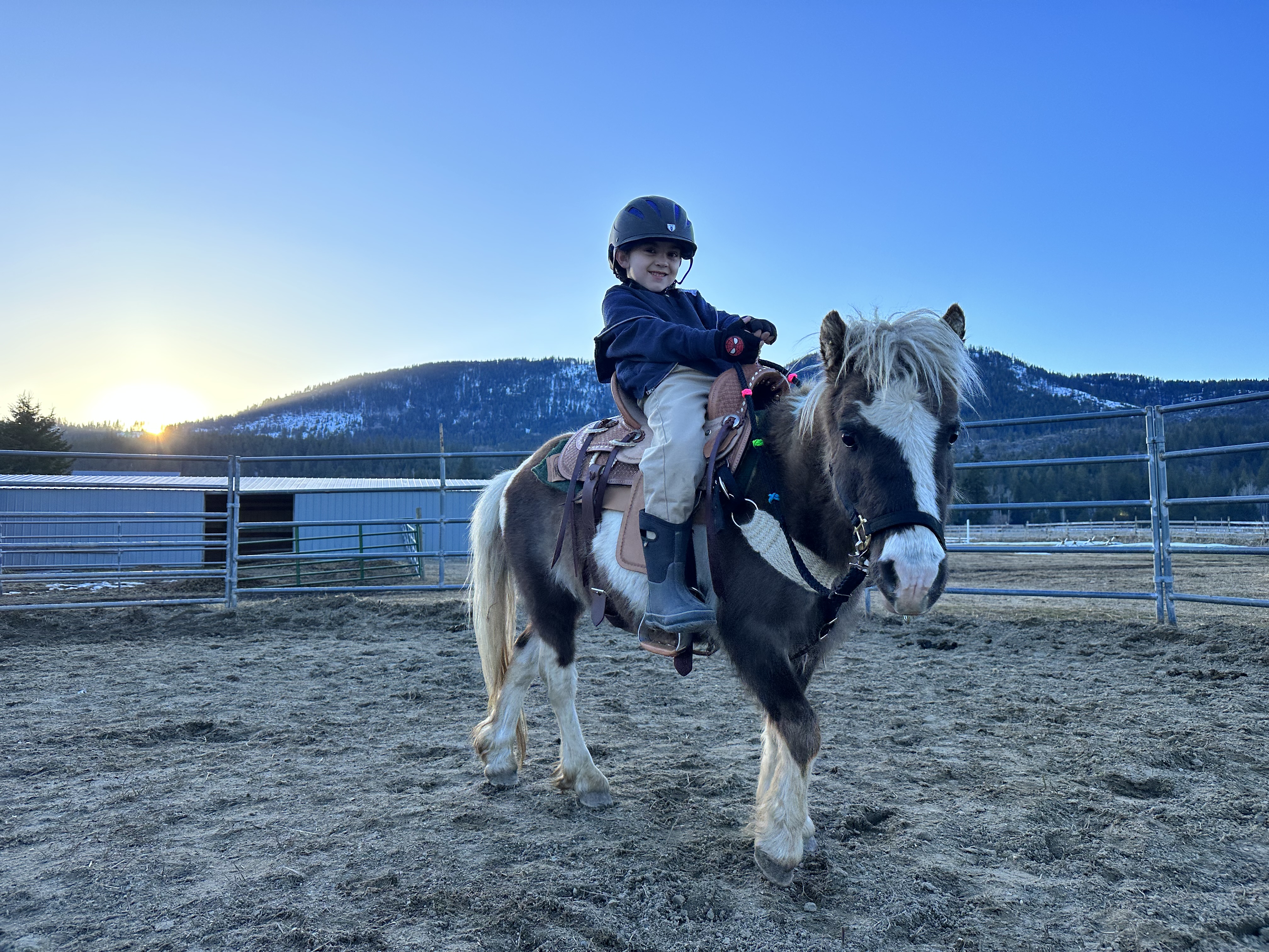 Master Chief the miniature horse