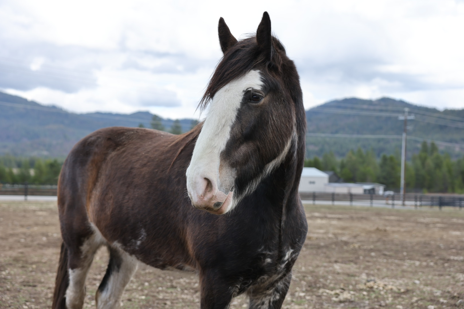 Millie the Clydesdale — horse prop hire, Tribal Cowboy North Idaho
