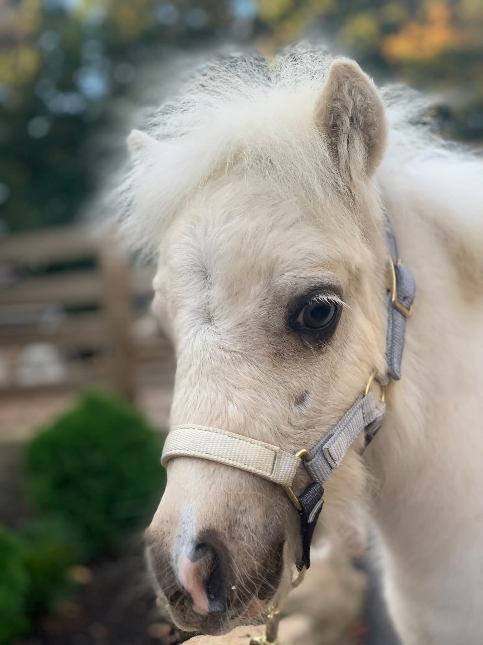Minimus the tiny miniature horse — horse prop hire, Tribal Cowboy North Idaho