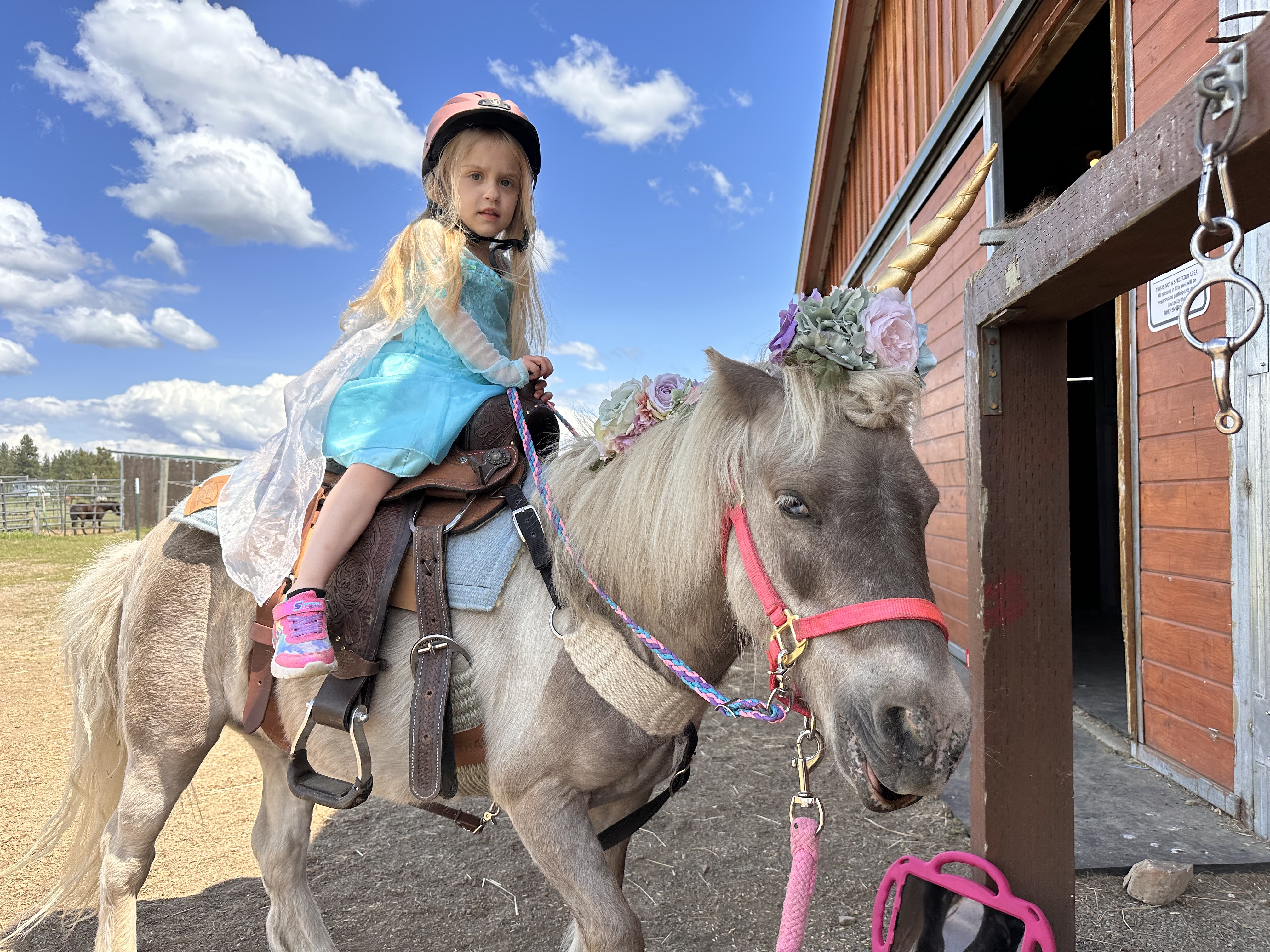 Monster the white miniature horse