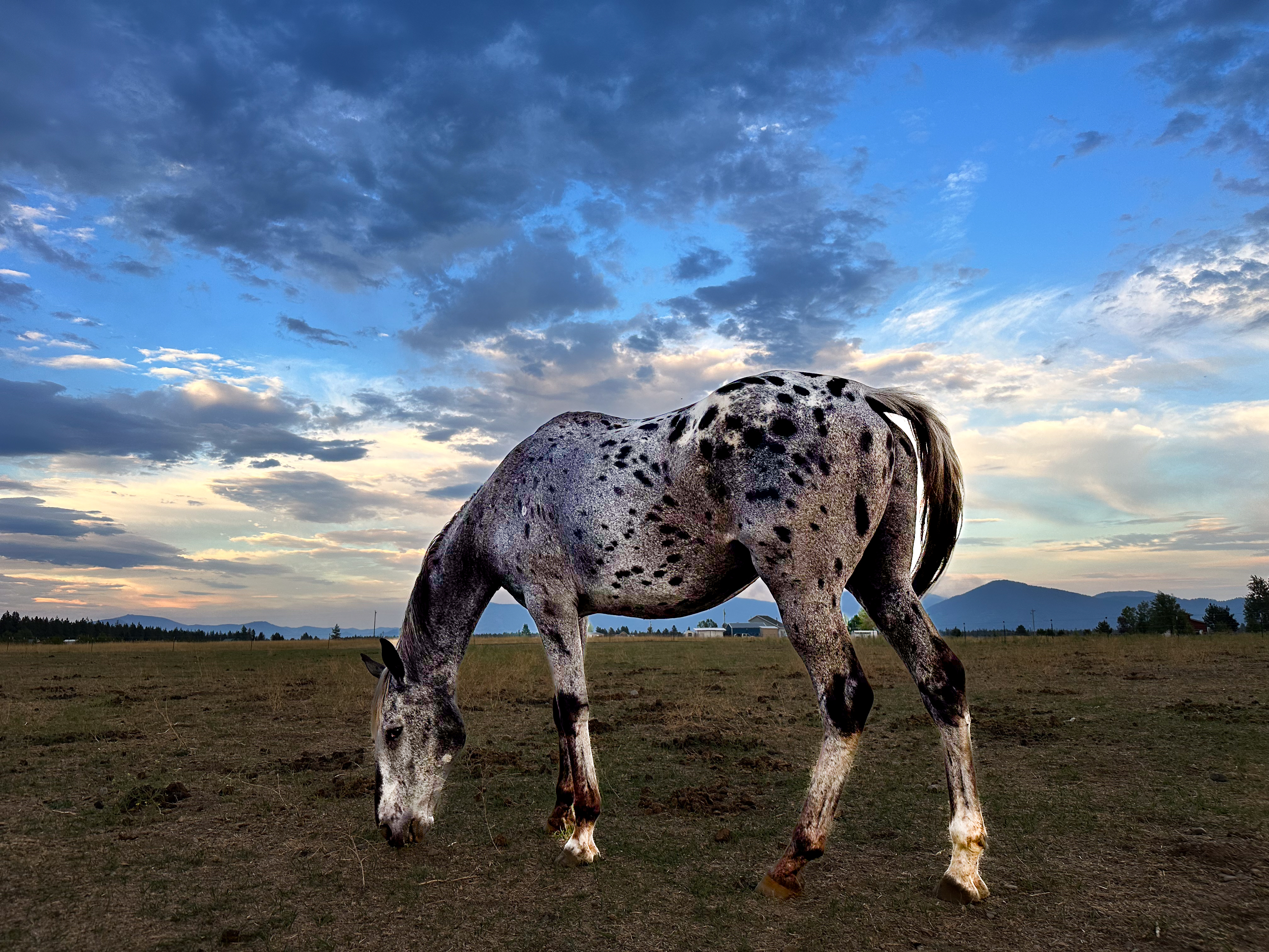 Reba the appaloosa — horse prop hire for editorial shoots, North Idaho