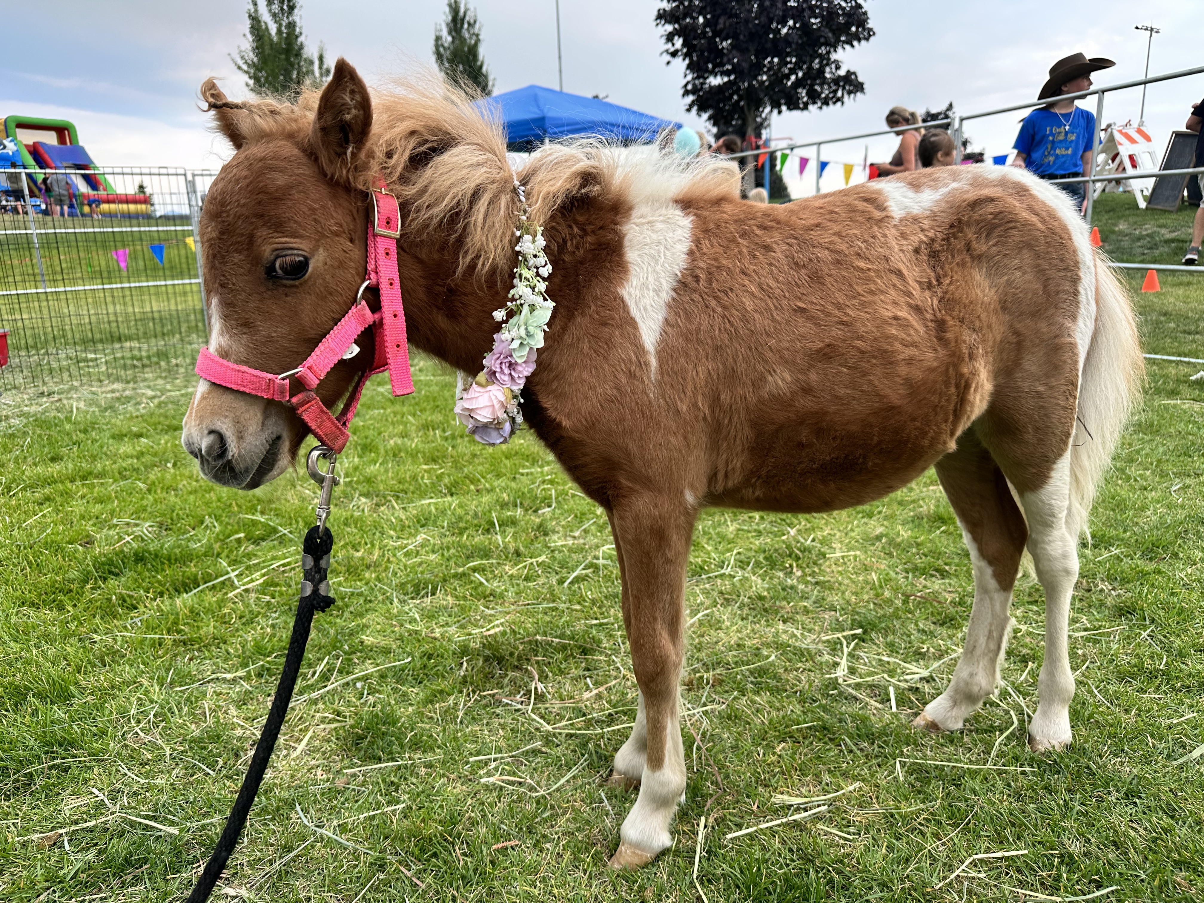 Reba the appaloosa horse