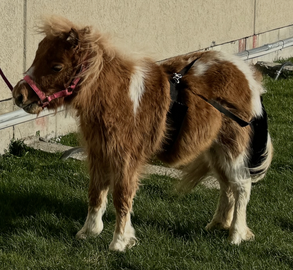 Miniature horse wearing a manure bag harness at a Tribal Cowboy event