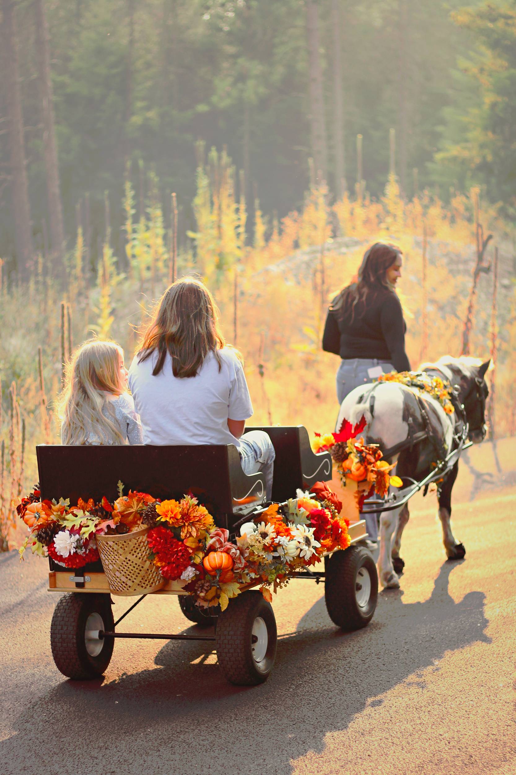 Pony wagon ride view from behind