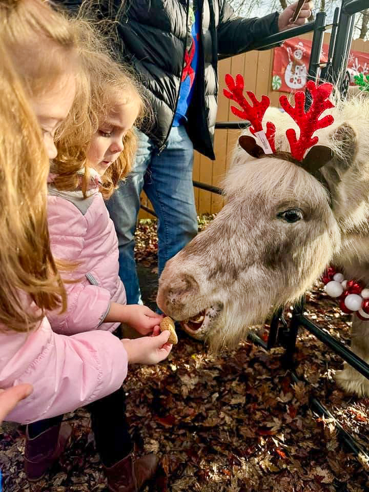 Child feeding a miniature donkey with reindeer antlers at a Tribal Cowboy event