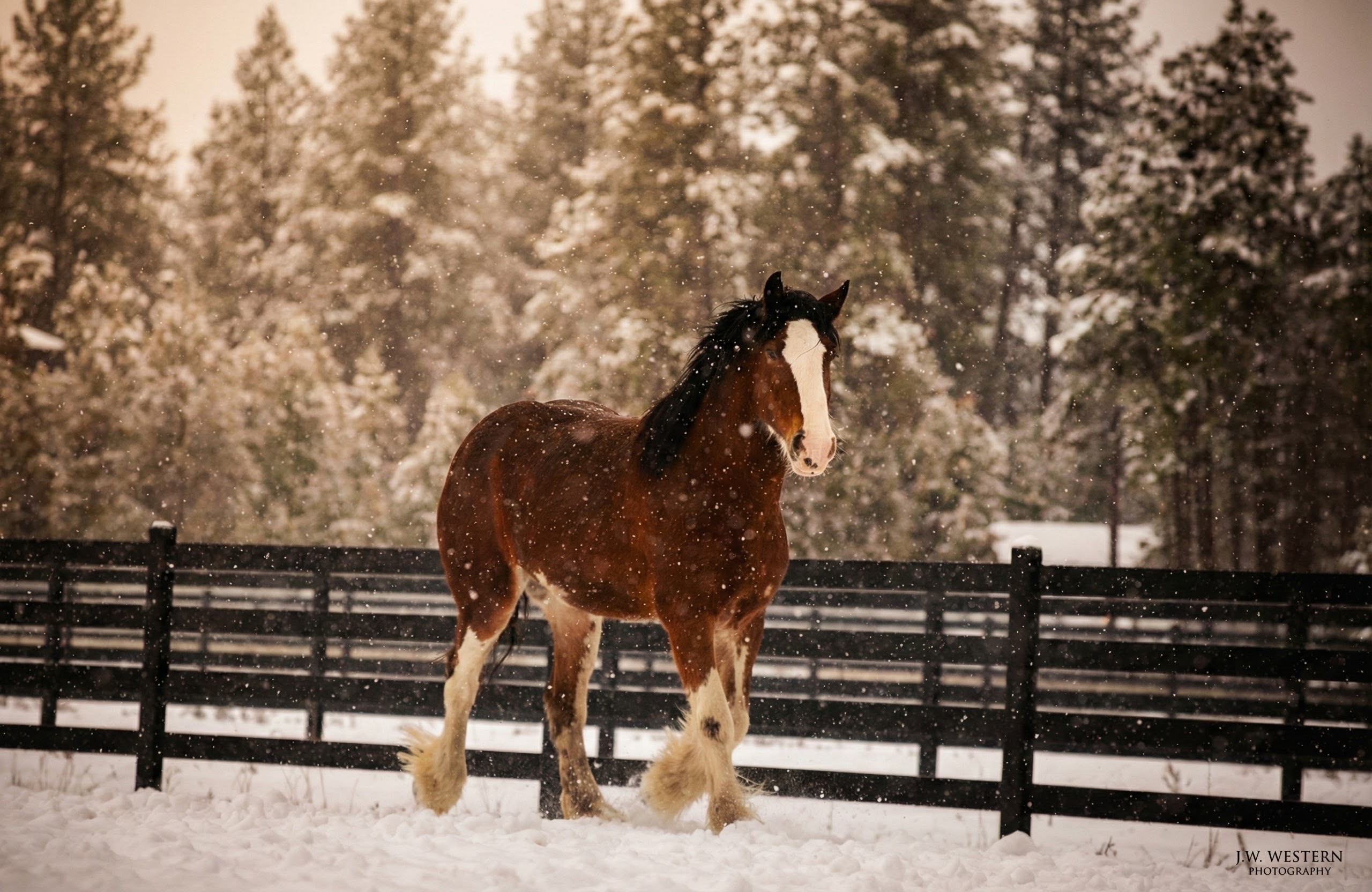 Tribal Cowboy Clydesdale standing in a North Idaho snowstorm