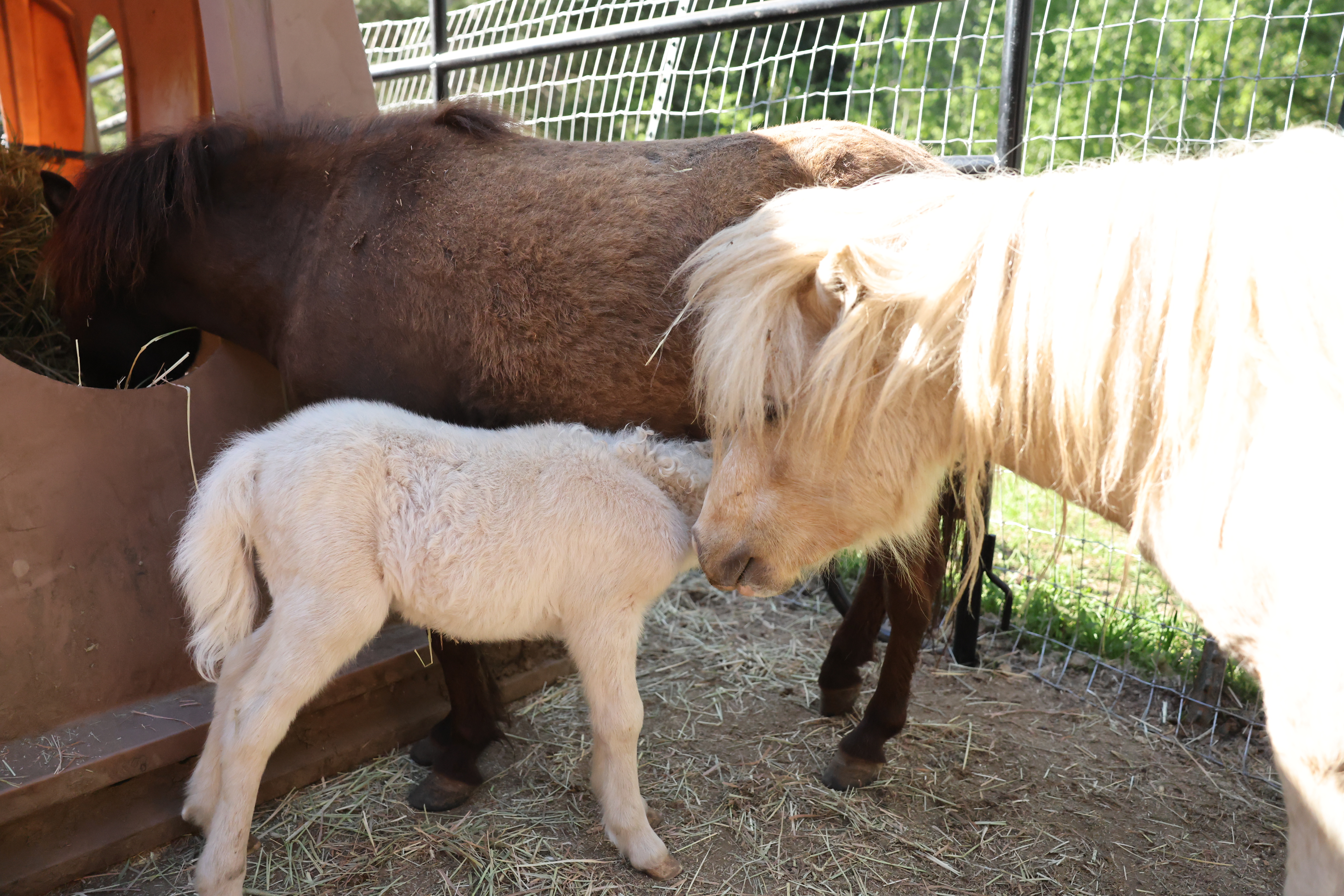 Miniature horse herd — available for horse prop hire, North Idaho